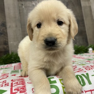 Golden Retriever Puppy Jake