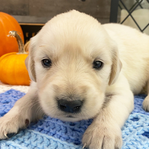 Golden Retriever Puppy Nana