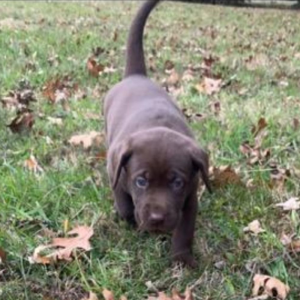 Labrador Retriever Puppy Tootsie