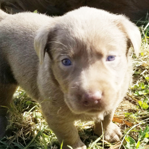 Labrador Retriever Puppy Asher