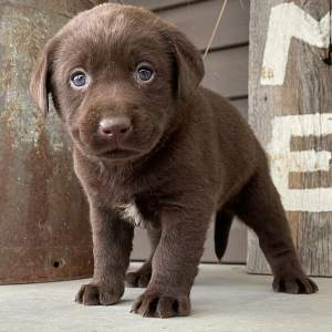 Labrador Retriever Puppy Mac