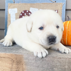 Labrador Retriever Puppy Neal