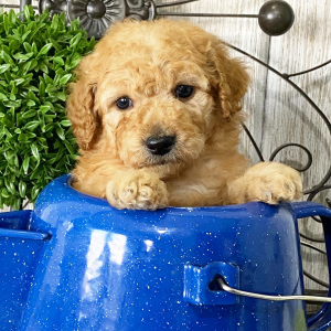 Goldendoodle Puppy Crush