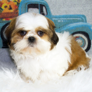 Shih Tzu Puppy Mason