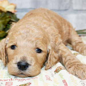 Goldendoodle Puppy Tiara