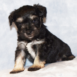 Miniature Schnauzer Puppy Slade