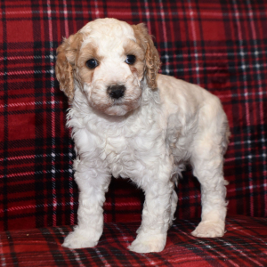 Poodle Puppy Patty
