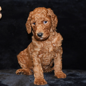 Goldendoodle Puppy Brawny