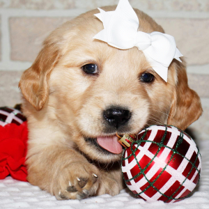 Golden Retriever Puppy Isabella