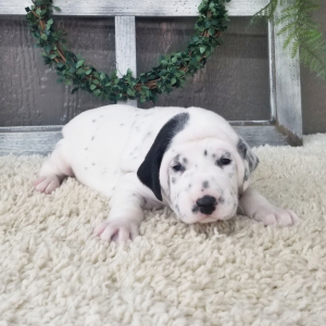 Dalmatian Puppy Spot