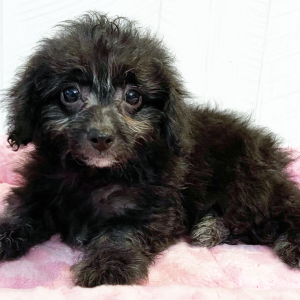 Poodle Puppy Felicityy