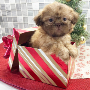 Shih Tzu Puppy Emilio