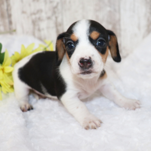 Dachshund Puppy Raven