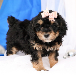 Bernedoodle Puppy Dory