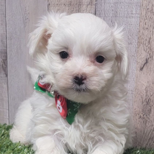 Maltese Puppy Quentin