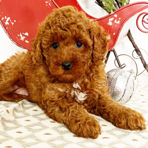 Poodle Puppy Krista