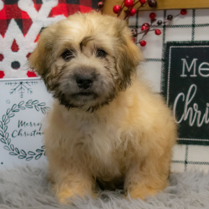Shihpoo Puppy Carter