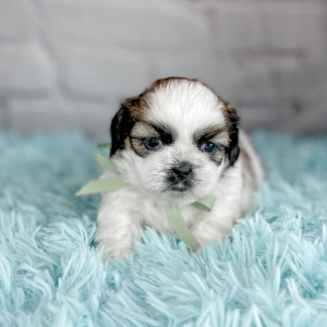 Shih Tzu Puppy Lewis