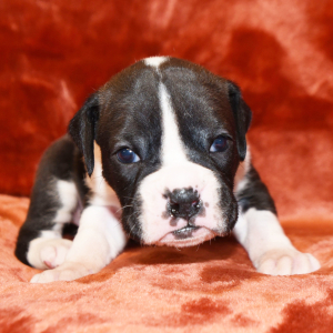 Boxer Puppy Bentley