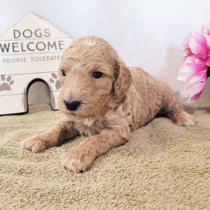 Goldendoodle Puppy Trixi