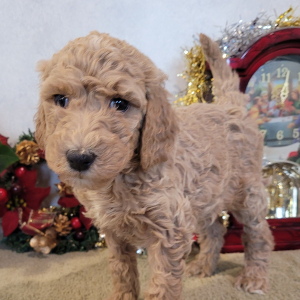 Goldendoodle Puppy Trixi