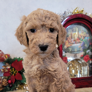 Goldendoodle Puppy Trixi