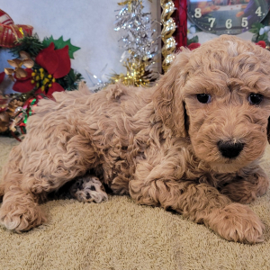 Goldendoodle Puppy Trixi