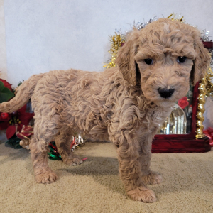 Goldendoodle Puppy Trixi