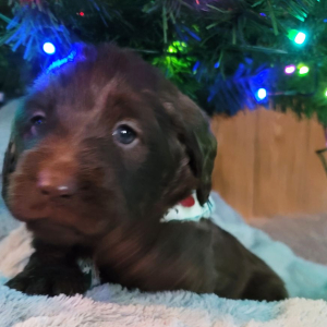Labradoodle Puppy Jingle