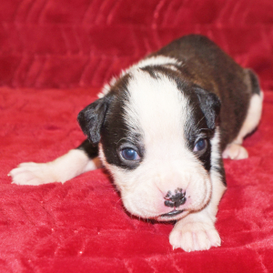 Boxer Puppy Macie