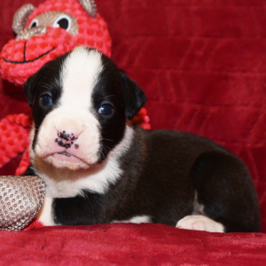Boxer Puppy Murphy
