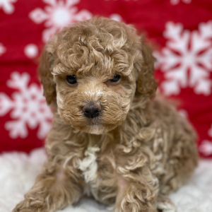 Cockapoo Puppy Grant