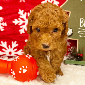 Cockapoo Puppy Gentry