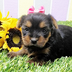Yorkshire Terrier Puppy Reece
