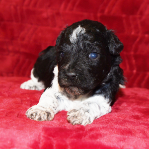 Miniature Schnauzer Puppy Hardy