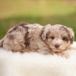 Aussiedoodle Puppy Benji