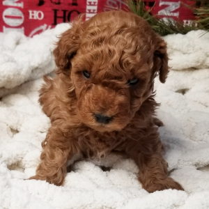 Poodle Puppy Muffin