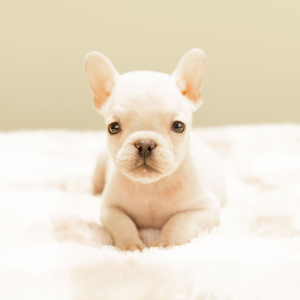 French Bulldog Puppy Vada