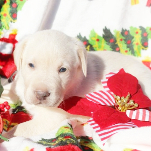 Labrador Retriever Puppy Tasha