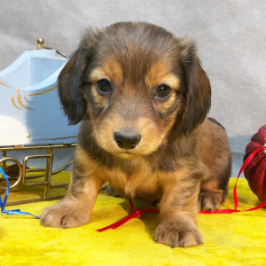 Dachshund Puppy North