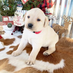 Labrador Retriever Puppy Kit