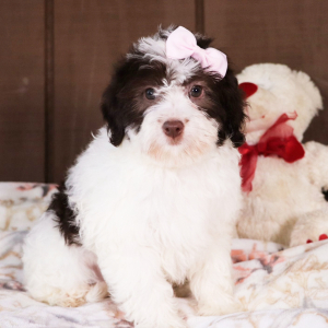 Bernedoodle Puppy Georgie