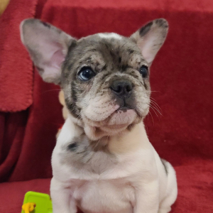 French Bulldog Puppy Crystal