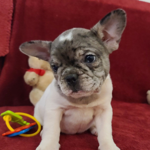 French Bulldog Puppy Crystal