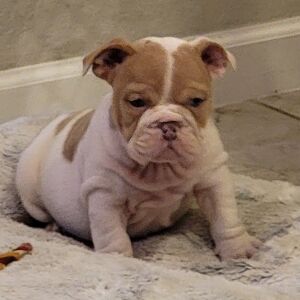 Bulldog Puppy Whisper
