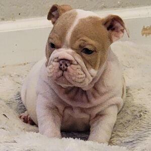 Bulldog Puppy Whisper