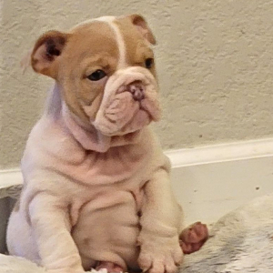 Bulldog Puppy Whisper