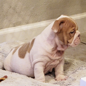 Bulldog Puppy Whisper