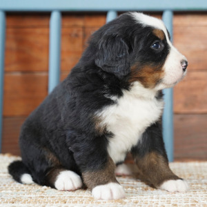 Bernese Mountain Dog Puppy Body