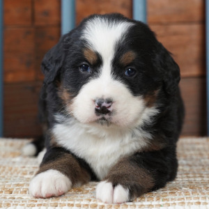 Bernese Mountain Dog Puppy Body